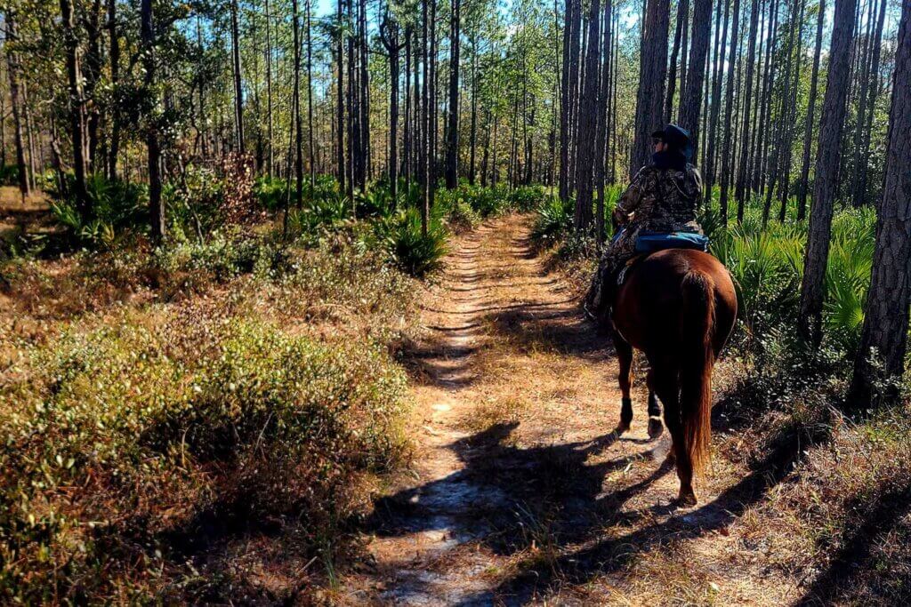 Jennings State Forest horses