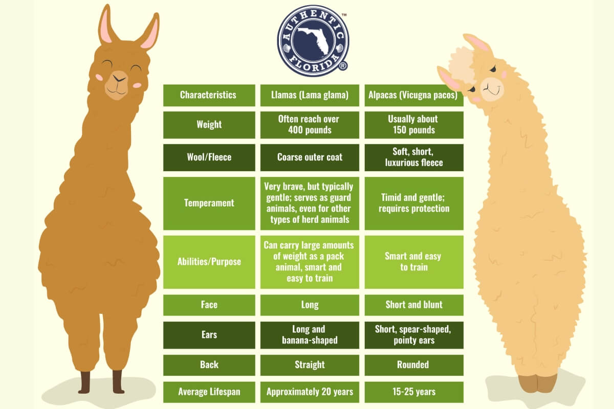 Llama vs Alpaca chart