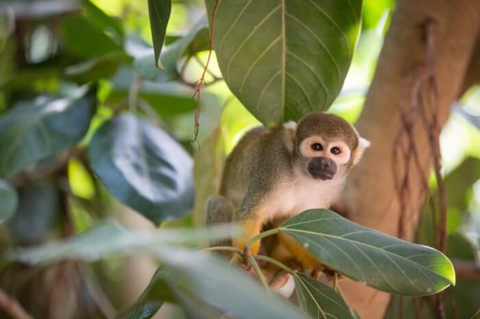 Photo of a monkey at Jungle Island