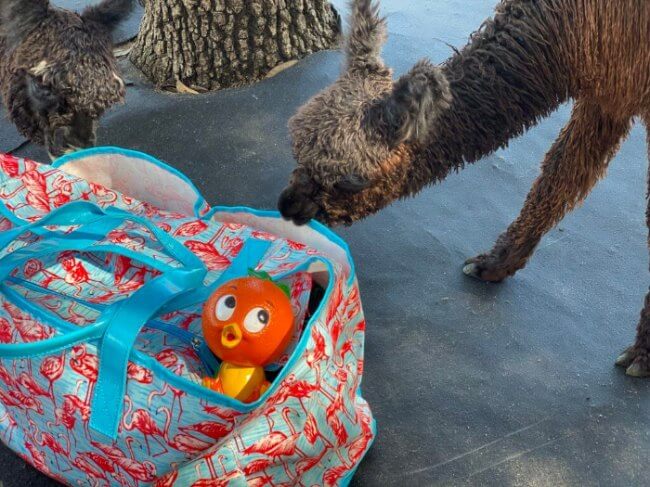 Photo of Orange Bird in a bag with baby alpacas