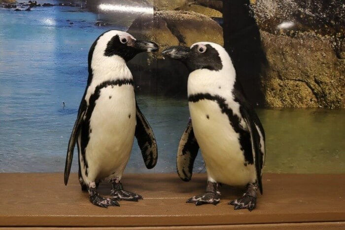 Photo of two penguins at the zoo