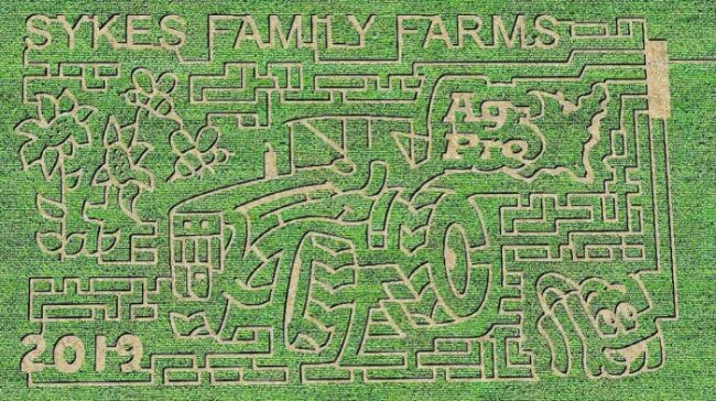 Photo of the Sykes Family Farm Corn Maze