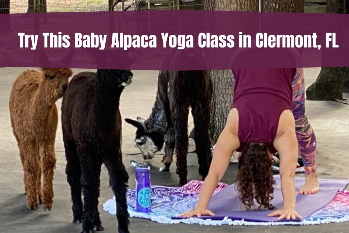 Try This Baby Alpaca Yoga Class in Clermont, FL
