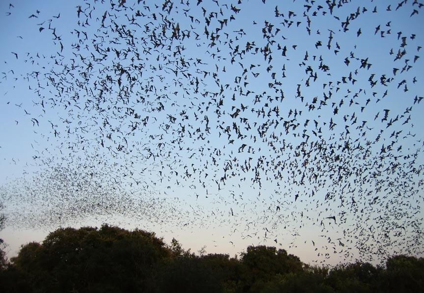 Photo of bats at UF Bat House in Gainesville Florida
