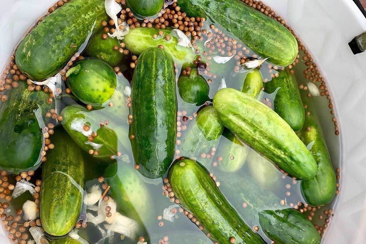These FarmFresh Florida Pickles are a Big "Dill" • Authentic Florida