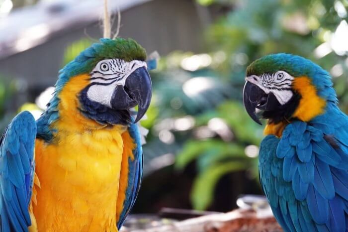 Photo of parrots at Naples Zoo and Caribbean Gardens