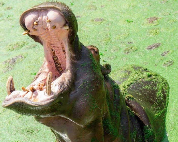 Photo of a hippo at the Gulf Breeze Zoo