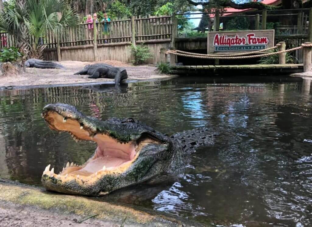 Photo of an alligator at St. Augustine Alligator Farm and Zoological Park