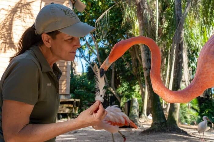 Photo of a zookeeper and flamingo at Palm Beach Zoo and Conservation Society