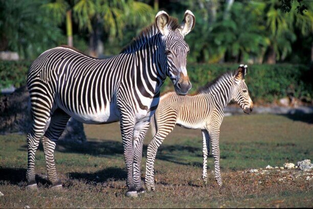 Photo of zebras at Zoo Miami