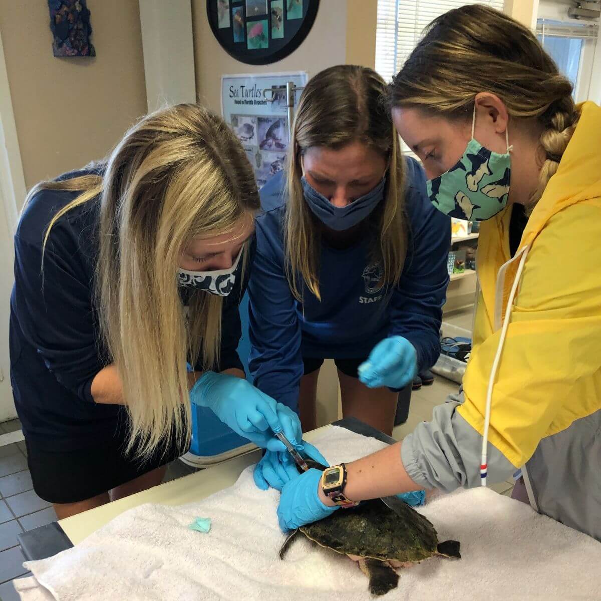 Mote staff members and interns on Nov. 21 as they provide emergency care for the first group of cold-stunned Kemp's ridley sea turtles.