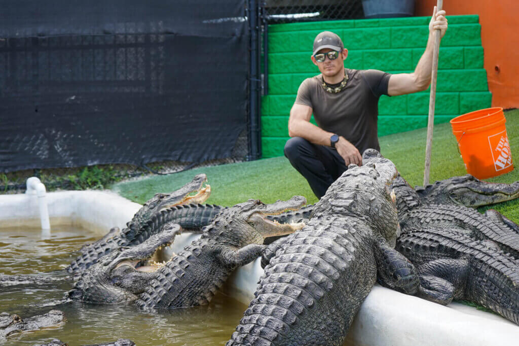 Everglades Holiday Park alligators