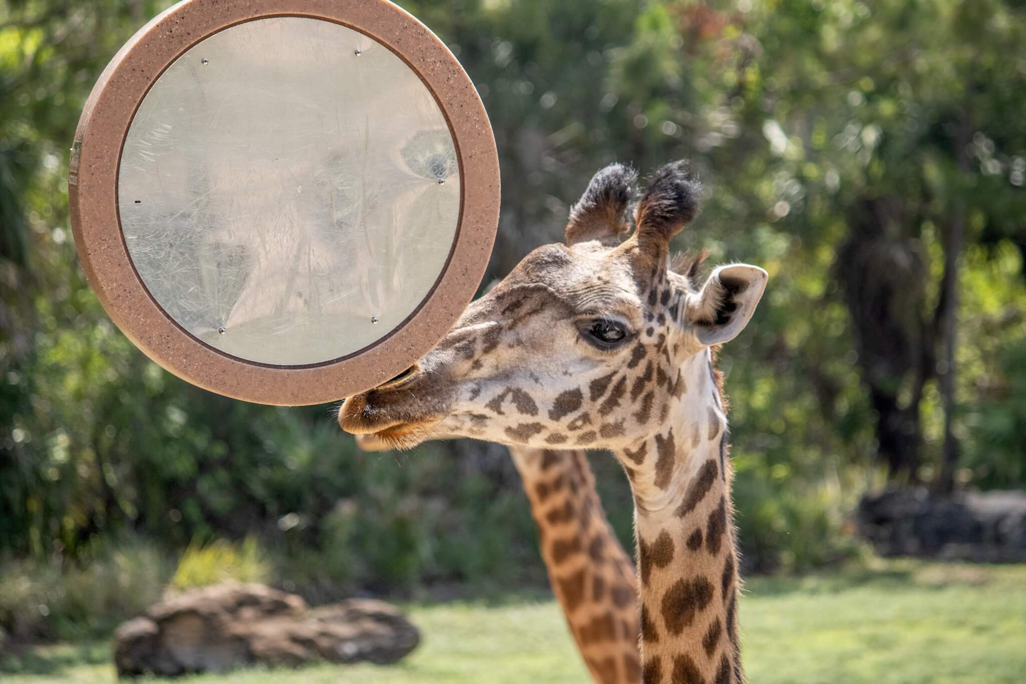 Giraffe at Brevard Zoo