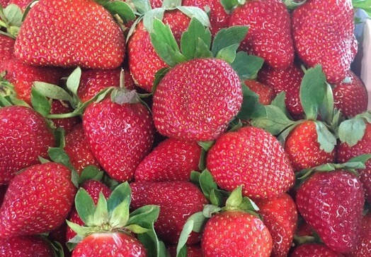 Photo of Parkesdale Strawberries in Plant City