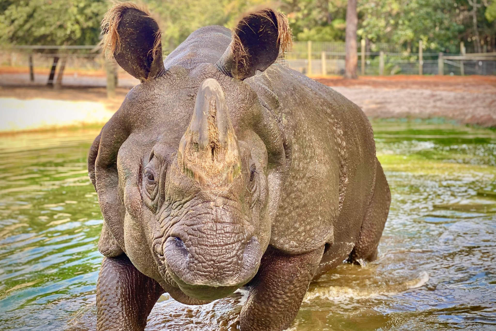 Rhino at Gulf Breeze Zoo