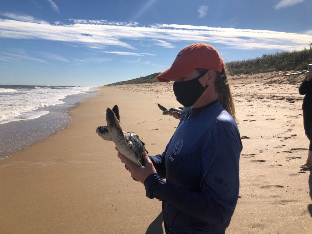 Mote Marine Laboratory & Aquarium Releases Nine Rehabilitated Sea Turtles