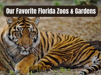 Our 24 Favorite Florida Zoos and Gardens