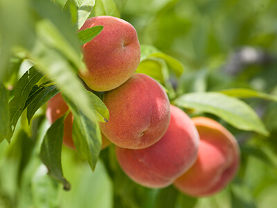 Photo of Florida Peaches
