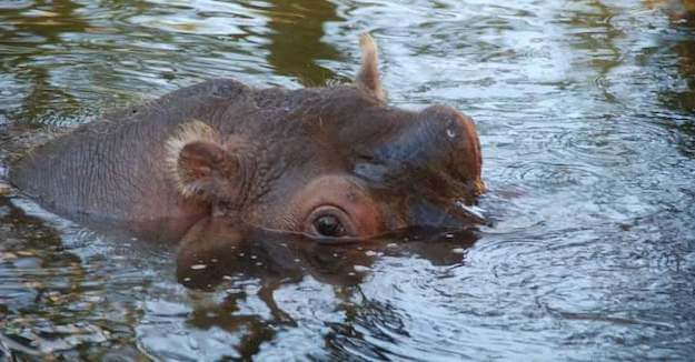 Lu the Hippo Homosassa Springs