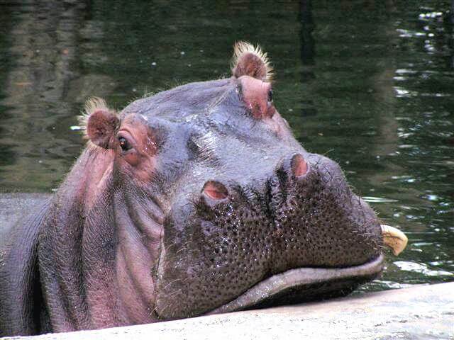 Lu the Hippo in Homosassa Springs