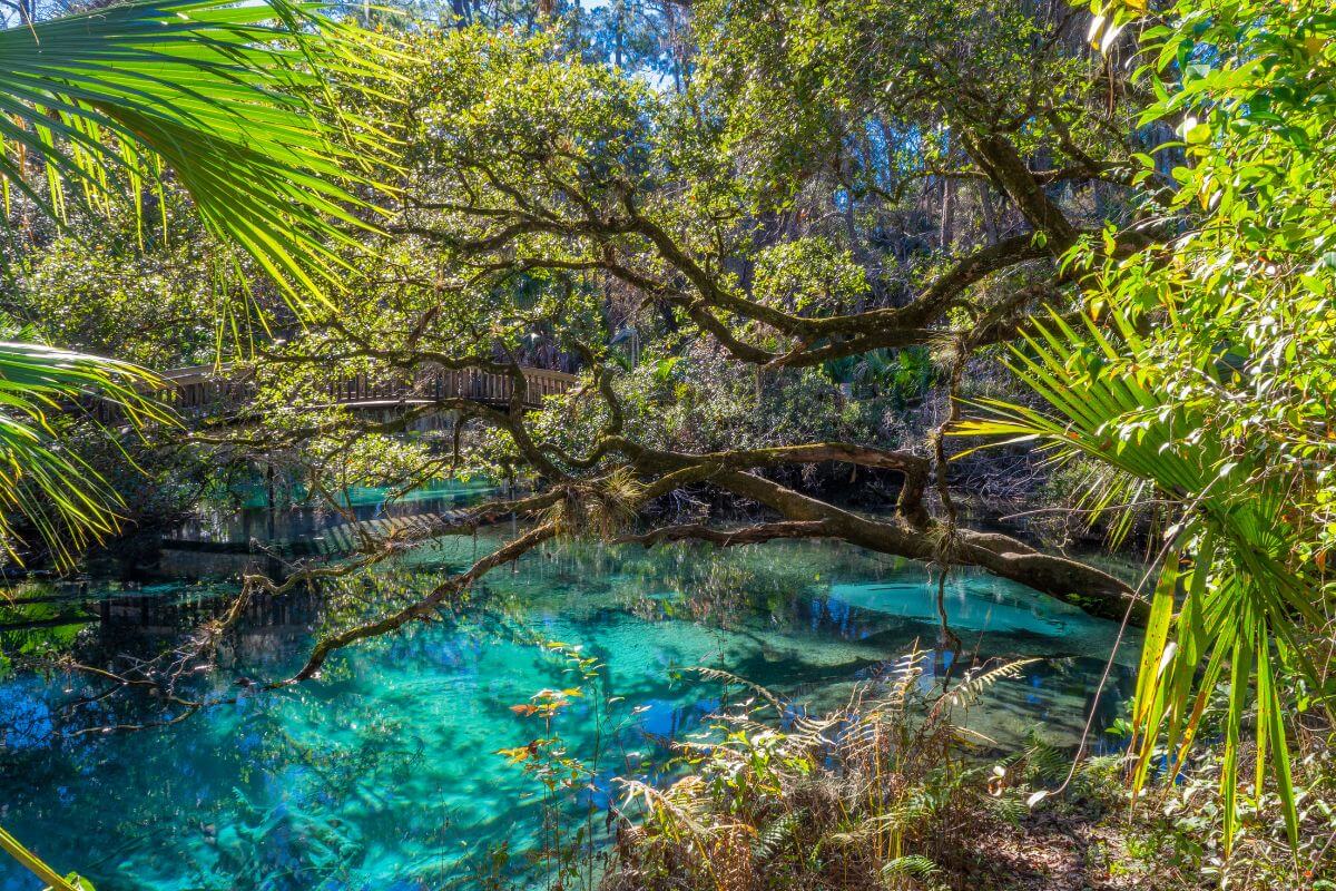 Ocala National Forest, Florida Ocala National Forest, Florida