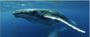 Photo of a whale in the ocean