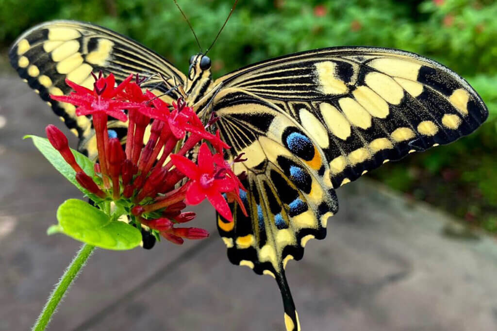 Butterfly at Fairchild Tropical Botanical Gardens