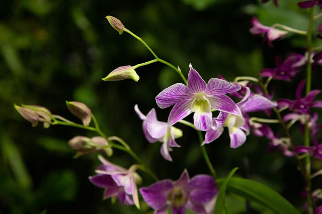 Orchids at Fairchild Tropical Botanical Gardens