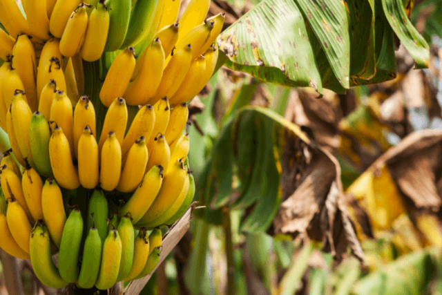 Bananas on a Tree