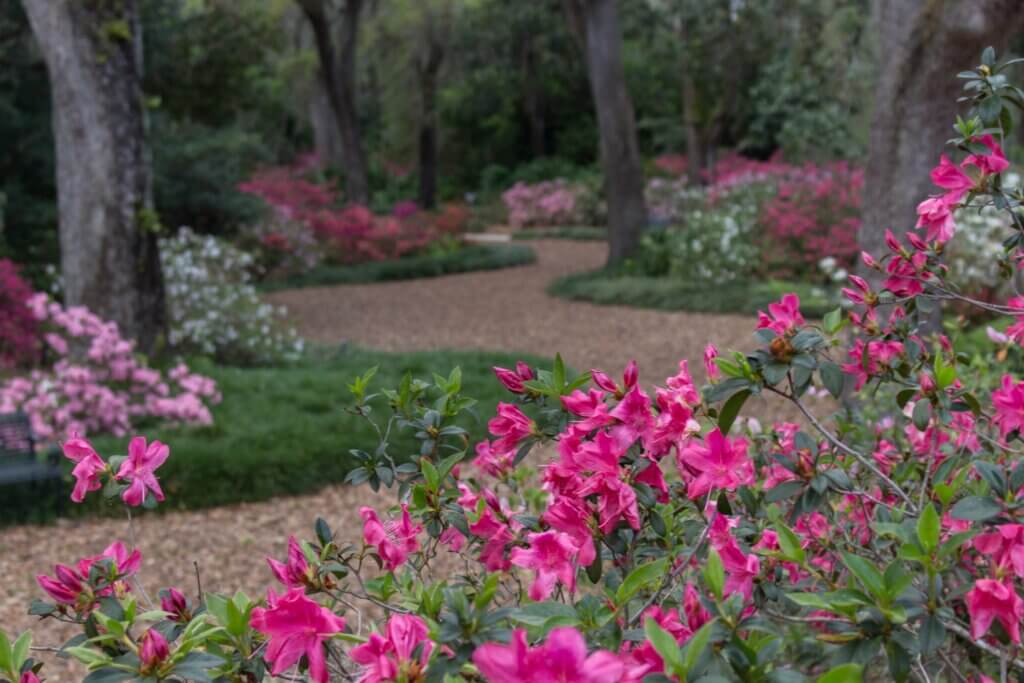 Spring Blooms at bok tower gardens