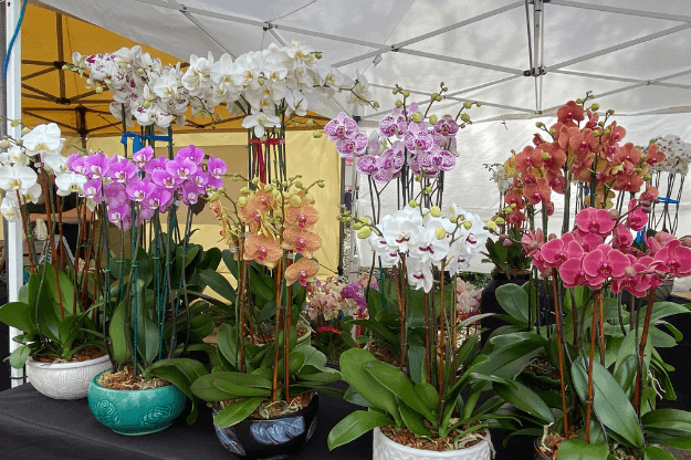 Photo of orchids for sale in Winter Garden