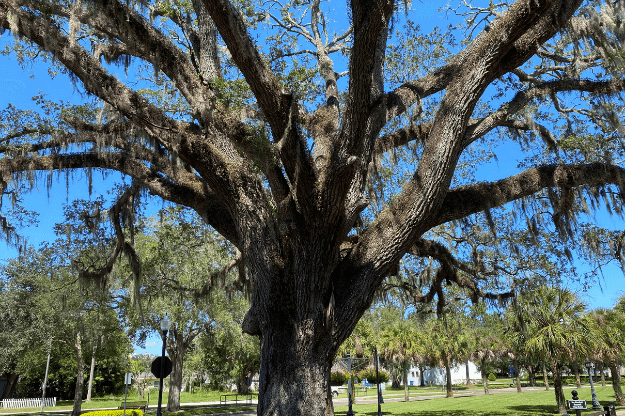 Large oak tree in a park