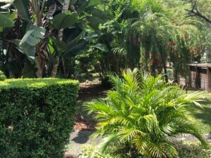Photo of a Florida Backyard Garden
