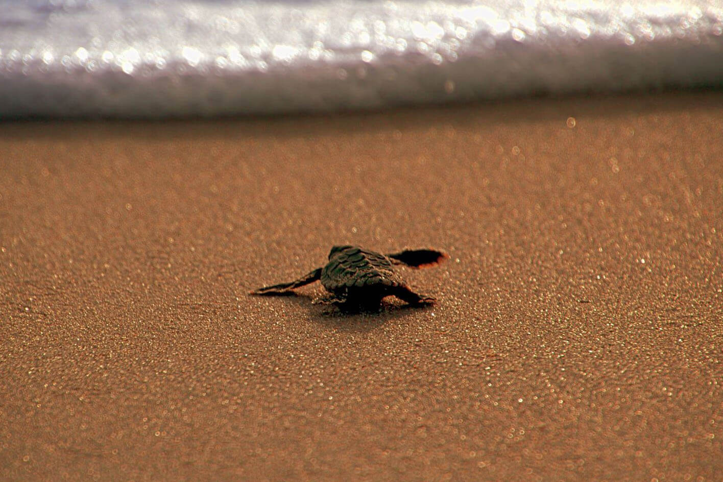 Baby Sea Turtle from Sea Turtle Preservation Society