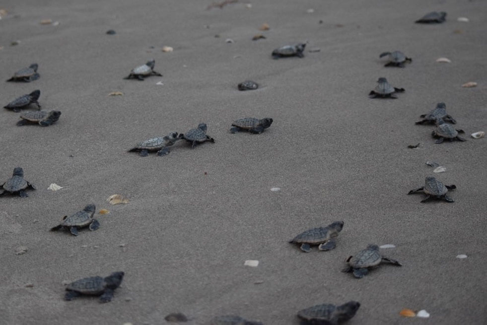 Baby sea turtles on the beach from Sea Turtle Preservation Society