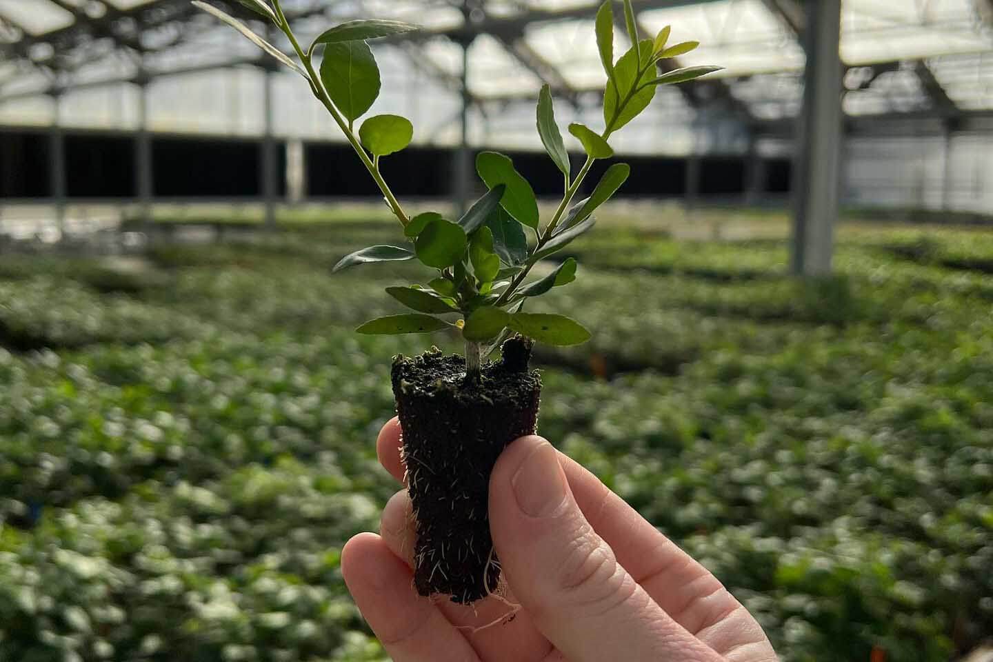 Florida Grown Business Yaupon Brothers tea plant in the greenhouse.