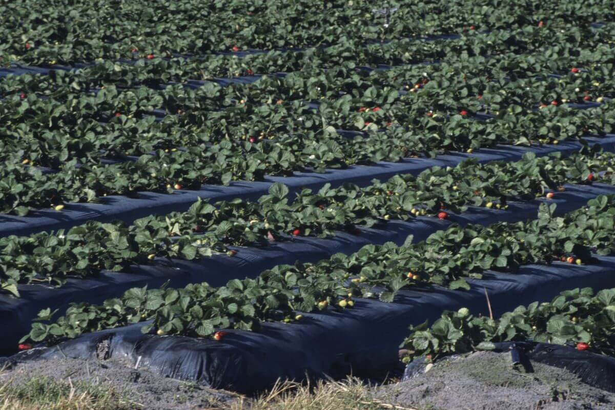 Florida Strawberry Fields