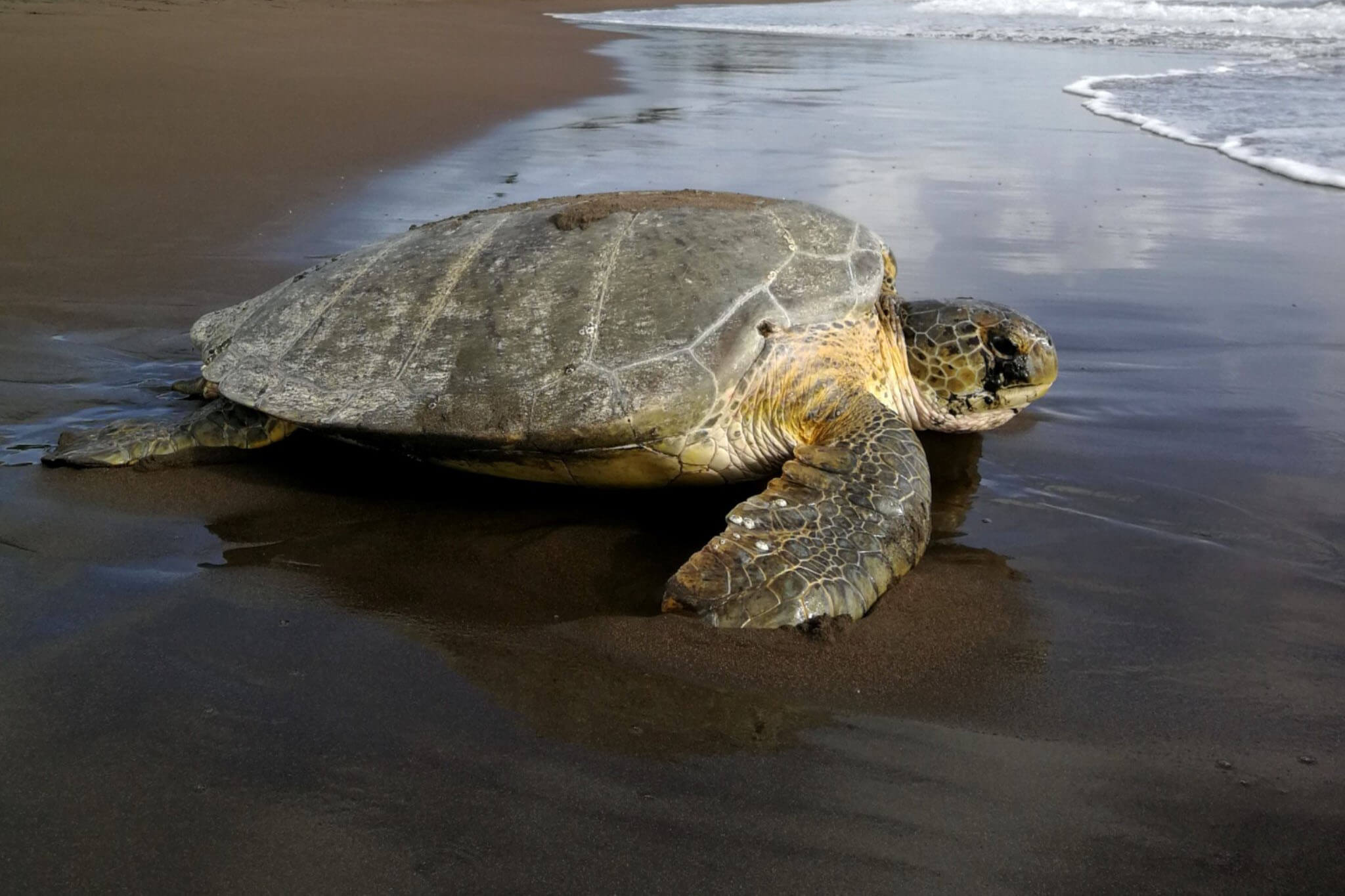 Green turtle Sea Turtle Conservancy