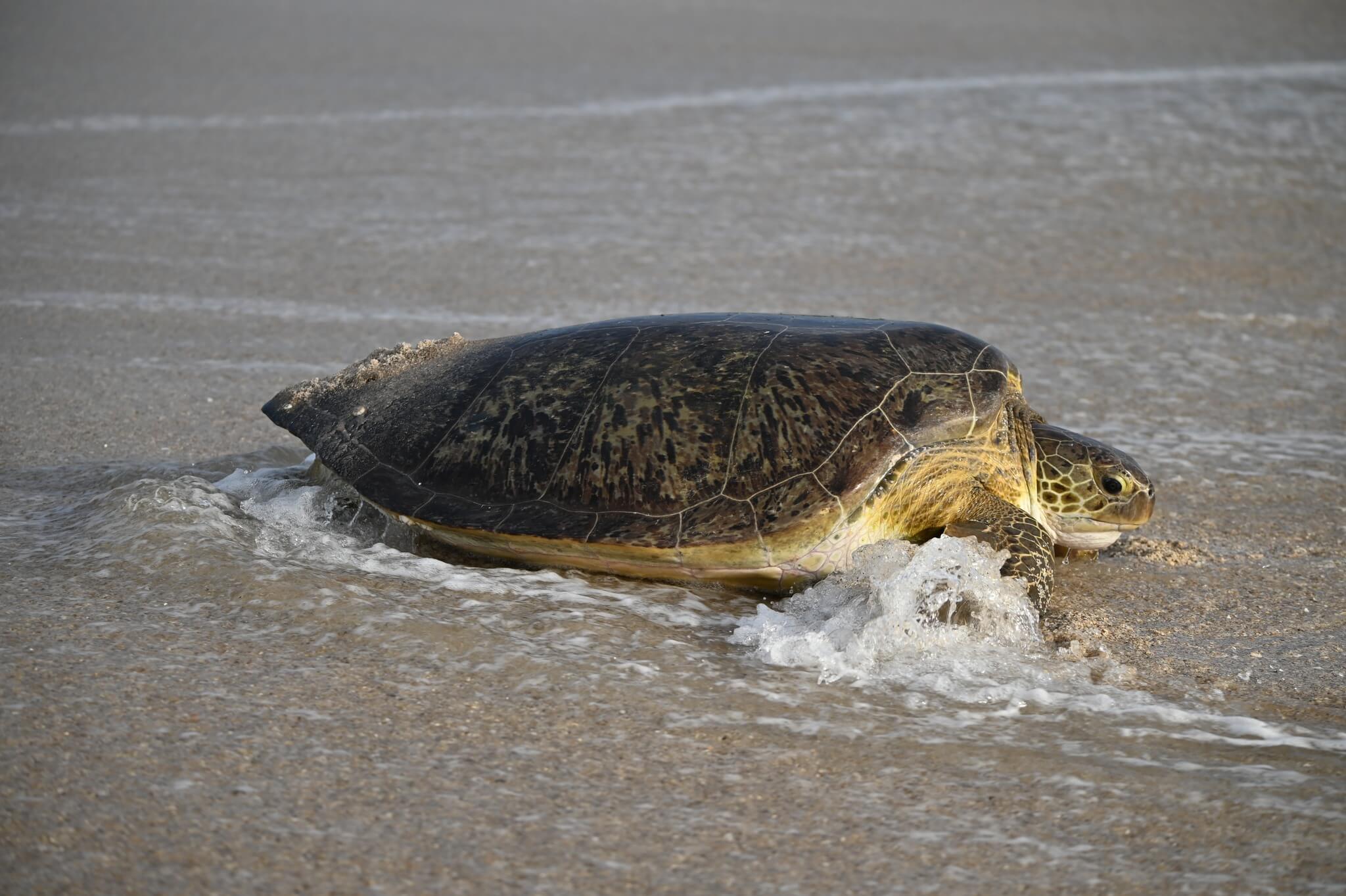 Leatherback sea turtle from Sea Turtle Conservancy