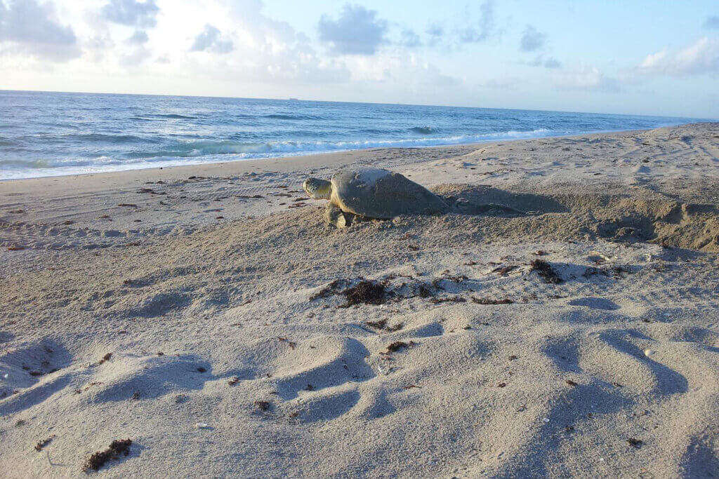 Sea Turtle at John D MacArthur Beach State Park