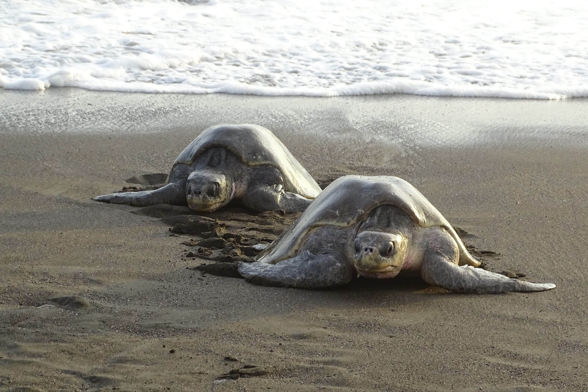 Sea Turtles on the beach from Sea Turtle Preservation Society