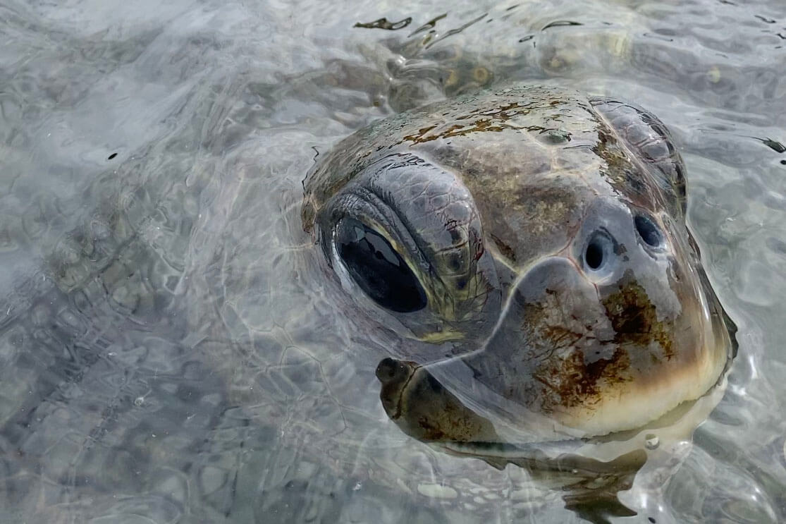 A Guide to the 2026 Florida Sea Turtle Season • Authentic Florida