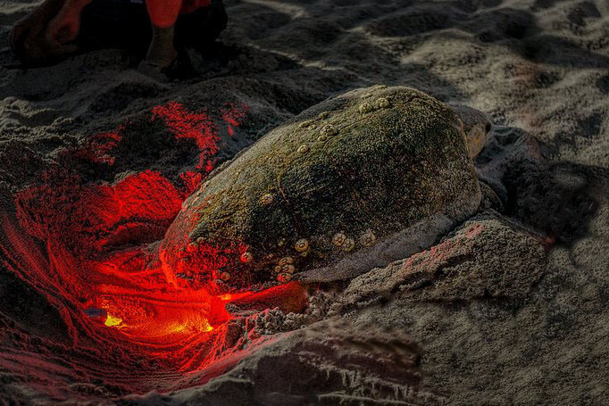 Sea turtle nest with red light