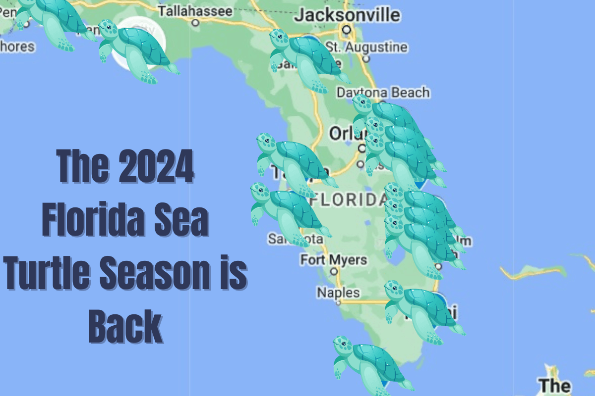 The 2024 Florida Sea Turtle Season is Back