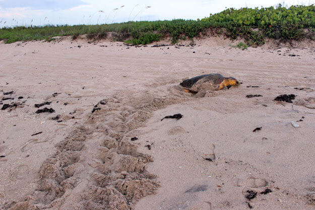 Photo of Mother Sea Turtle Preparing her Nest