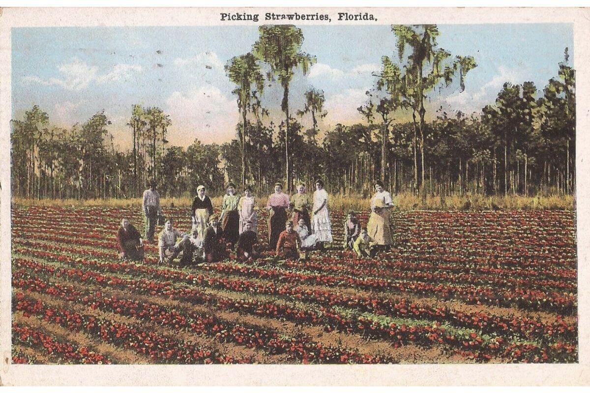 Vintage Postcard Picking Strawberries from Plant City Florida