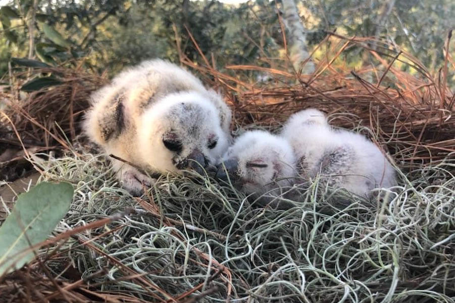 Baby owls in a nest at the Audubon Center of Prey, one of the best Florida Charities