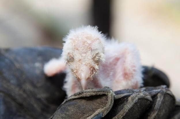 Baby owl in a gloved hand 