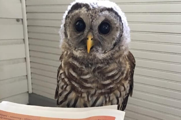 Owl at the Audubon Center for Birds of Prey