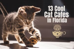 13 Cool Cat Cafes in Florida